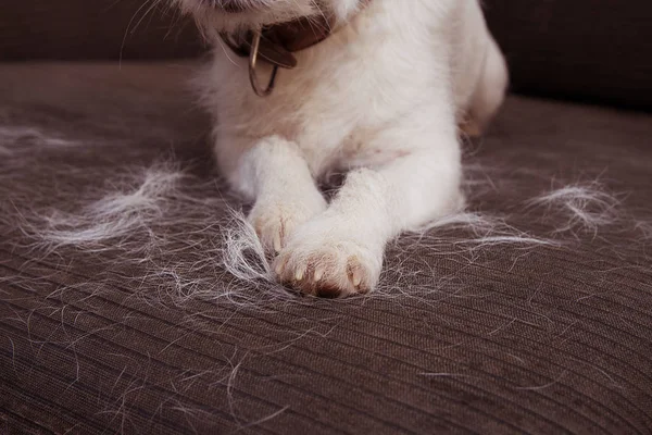 Yakın çekim tüylü Jack Russell köpek tüy dökme Seaso sırasında saç dökülme,