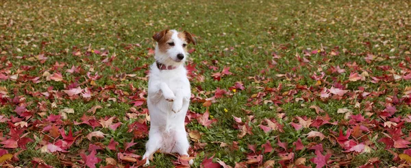 WEBSIDE BANNER AUTUMN DOG. JACK RUSSELL PUPPY STANDING ON TWO HI — Stock Photo, Image