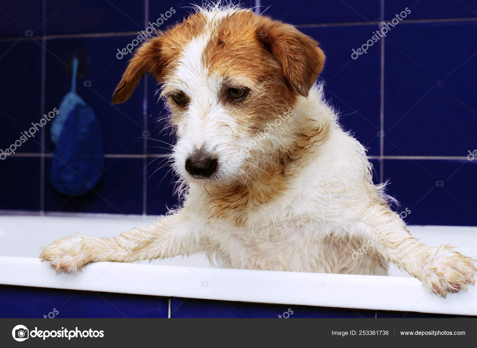 FUNNY DIRTY JACK RUSSELL DOG BATHING. TERRIER PUPPY ON BLUE BATH.