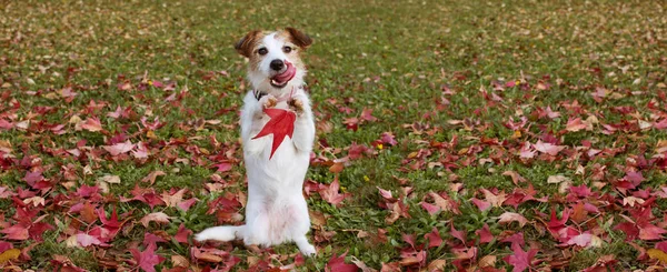 WEBSIDE BANNER AUTUMN DOG. JACK RUSSELL PUPPY STANDING ON TWO HI