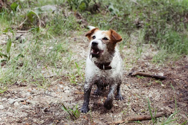 FUNNY DIRTY JACK RUSSELL DOG JOUANT DANS UN MUD PUDLE AU FORE — Photo