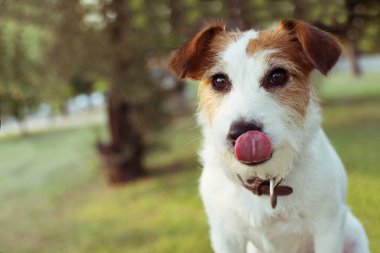 Komik Jack Russell köpek dudaklarını bağlama. Doğal ufuk Backg