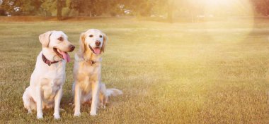 Webside afiş iki mutlu köpekler Labrador ve Golden Retriever dikkat