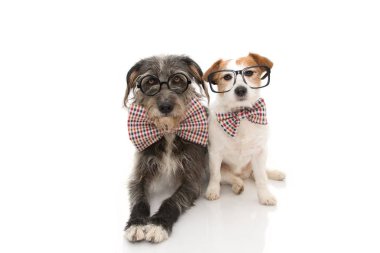 Komik iki köpek bir doğum günü veya yeni Vintag giyen yıl kutluyor
