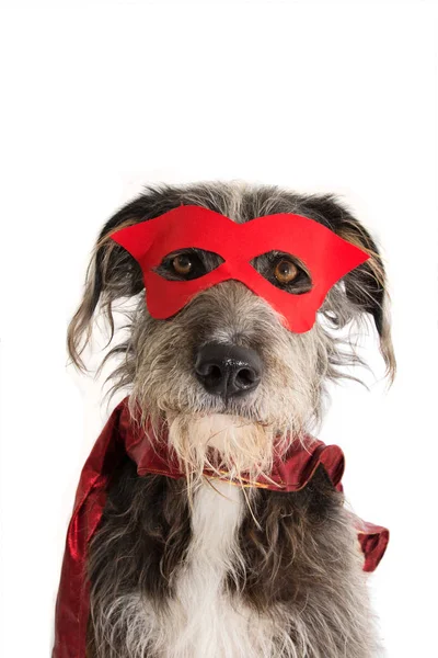 CHIEN SUPER HERO COSTUME.FUNNY chiot portant un masque rouge et un capot — Photo