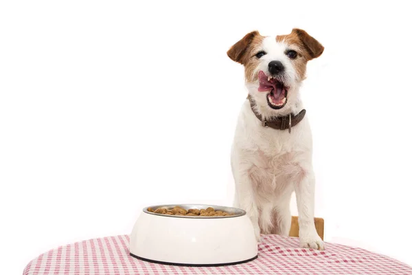 Los perros comen comida. JACK RUSSELL ENLACE CON TONGUE FUERA SIGUIENTE A UN — Foto de Stock