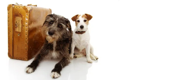 DOS PERROS EN VACACIONES. JACK RUSSELL Y SHEEPDOG SIGUIENTE A UN — Foto de Stock