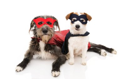 İki komik köpek süper kahraman kostümü. Jack Russell ve safkan Wea