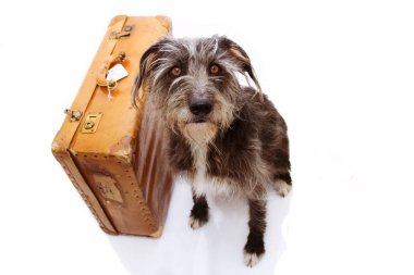 Köpek tatile gidiyor. Çoban köpeği yavru bir Vintage Suitca yanında