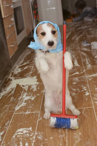 FUNNY DOG CLEANING COM UM BROOM UMA MENSY Porque UMA Luta FLOUR. C — Fotografia de Stock