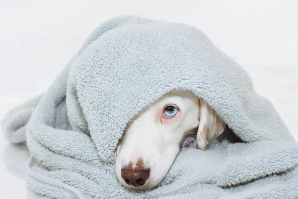 Cute White Dog z niebieskimi oczami owinięte kolorowym ręcznikiem Wai — Zdjęcie stockowe