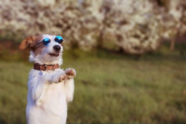 Portre sevimli Jack Russell köpek giyen yaz gözlük ayakta O
