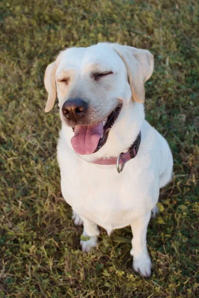 Porträt glücklicher Hund lächelt auf grünem Gras Hintergrund. — Stockfoto
