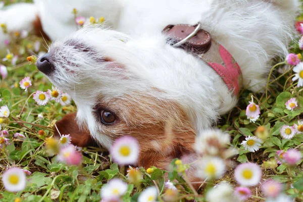 Παιχνιδιάρικο Jack Ράσελ σκύλος βυθίζονται στο πεδίο Μαργαρίτα την άνοιξη σεζόν. — Φωτογραφία Αρχείου