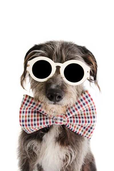 PORTRAIT ELEGANT DOG CELEBRATING A BIRTHDAY, FATHERS DAY  OR ANN — Stock Photo, Image