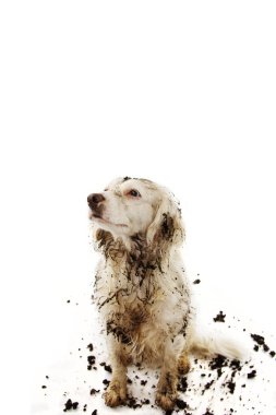 Bir çamur Puddle oyun sonra suçlu kirli köpek. İzole stüdyo sho