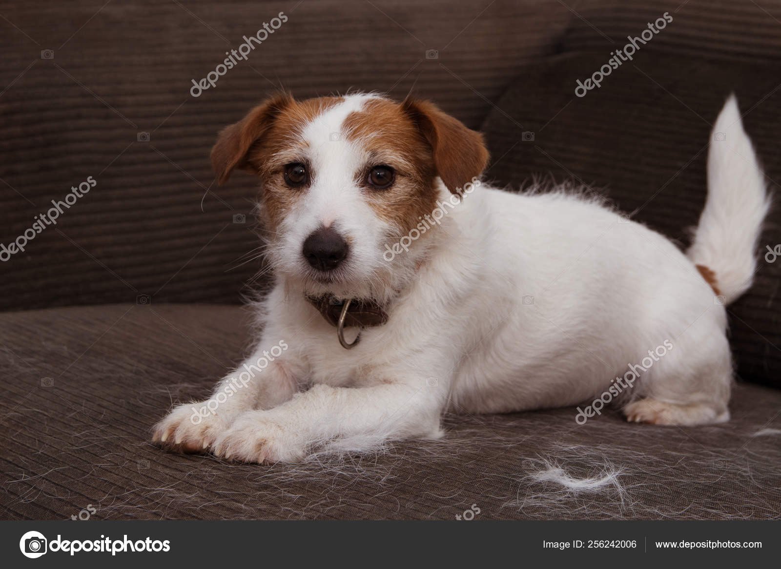 Russel Welpen Jack Russel Zu Verkaufen Parson Russel Welpen Kaufen