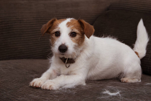 FURRY JACK RUSSELL DOG, SHEDDING HAIR DURING MOLT SEASON PLAYING