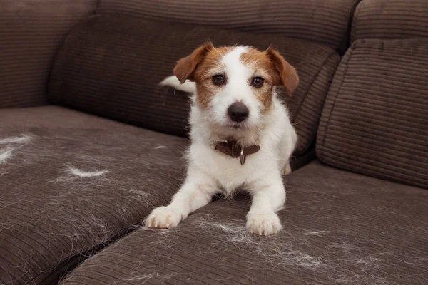Tüylü Jack Russell köpek, yıllık Molt sezonu sırasında saç dökülme 