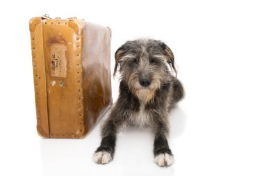 Köpek seyahat veya tatil gidiyor. Jack Russell bir Vint yanında