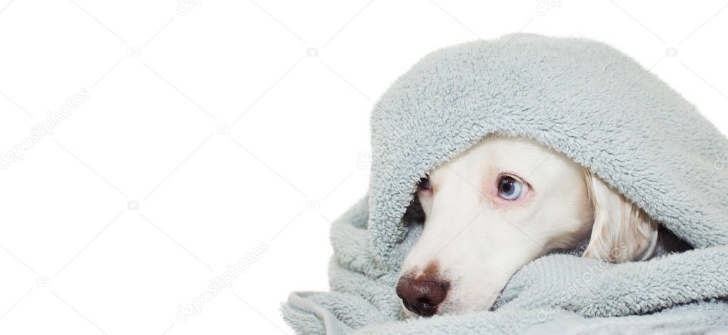 LOVELY DOG WITH BLUE EYES  WRAPPED WITH A COLORED TOWEL WAITING 