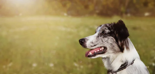 Cão escocês do Collie de beira da bandeira que olha o lado na grama verde. — Fotografia de Stock