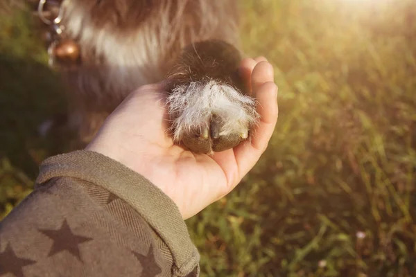 stock image DOG LOVE OBEDIENCE. CLOSE-UP PUPPY HIGH FIVE ON GREEN GRASS.