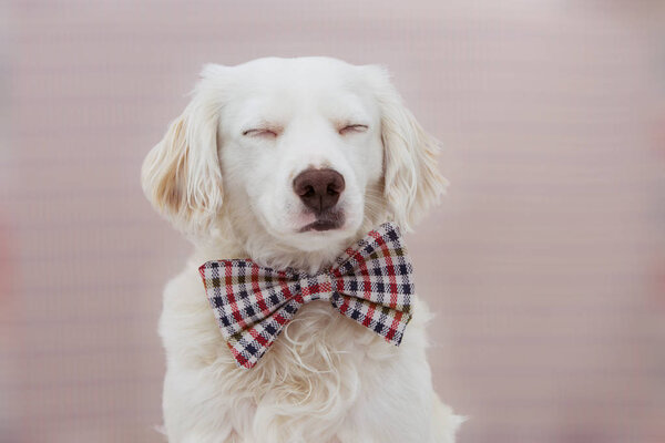 PORTRAIT ELEGANT DOG CELEBRATING A BIRTHDAY, CARNIVAL OR ANNIVER