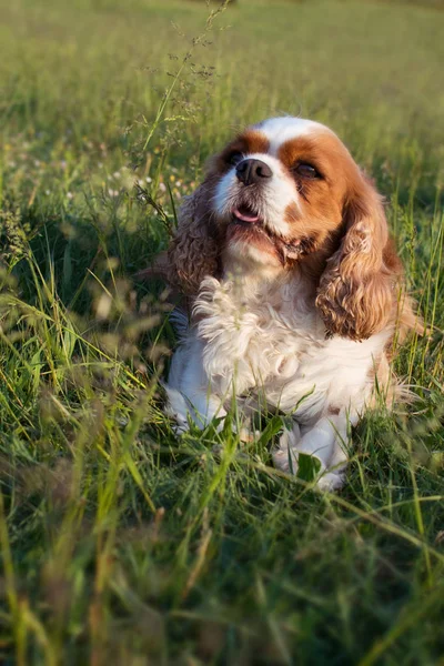 PORTRAIT SMALL CAVALIER King CHARLES ON GREEN GRASS PARK . — стоковое фото