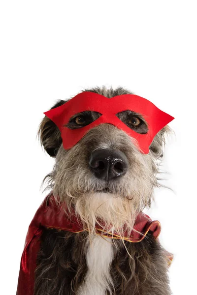 CLOSE-UP DOG SUPER HERO COSTUME.FUNNY PUPPY PORTANT UNE MASQUE ROUGE A — Photo
