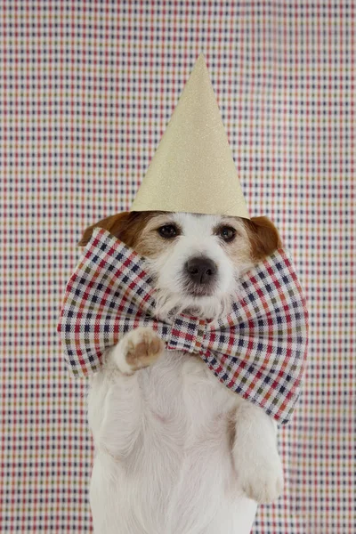 Portre Zarif Jack Russell Köpek Bir Doğum Günü Kutluyor, Anniv — Stok fotoğraf