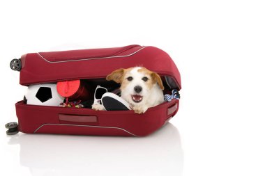 Köpek İçinde kırmızı modern bagaj veya bagaj tatilde going. Ⅰ