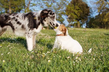 Yeşil Çim üzerinde sarı tenis topu ile oynayan iki aktif köpek