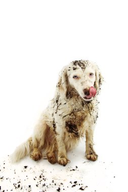 Kirli Köpek Yaramazlık Izole. P sonra Dil ile Oynak Bağlantı