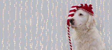 Banner Noel Köpeği. Noel Baba şapkası takan köpek yavrusu. İzole Tekrarlar