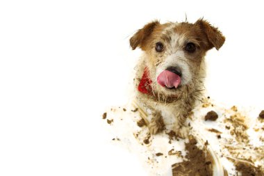 Komik Kirli Köpek. Jack Russell Oyun Sonra Dil ile Bağlantı 