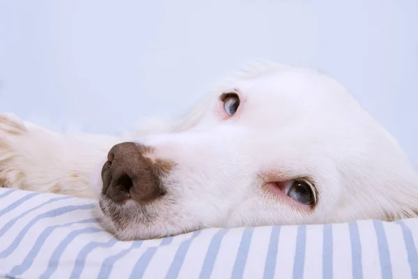 Młody pies terier z niebieskimi oczami zasypiający na rozbieranym łóżku. — Zdjęcie stockowe