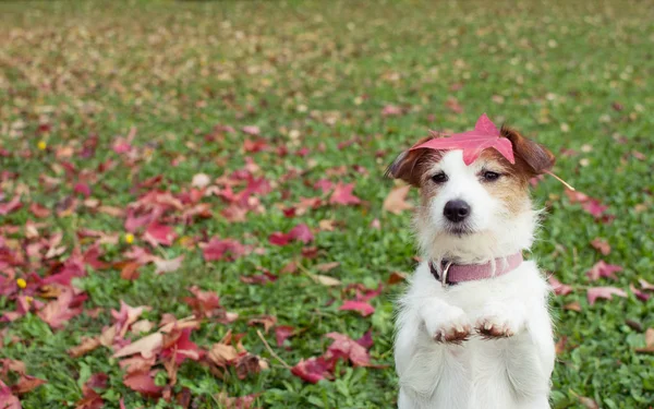 AUTUMN DOG. JACK RUSSELL PUPPY STANDING ON TWO HIND LEGS AND BEG