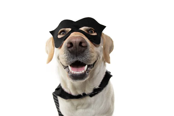 DOG SUPER HERO COSTUME. LABRADOR RETRIEVER PORTANT UN MASQUE NOIR — Photo