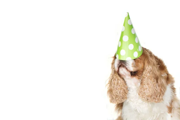 FUNNY CAVALIER DOG CELEBRATING A BIRTHDAY, CARNIVAL หรือปีใหม่ — ภาพถ่ายสต็อก