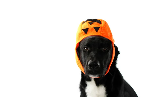 Portret Halloween pies. Czarny Puppy noszenie jak kapelusz Candy Bag — Zdjęcie stockowe