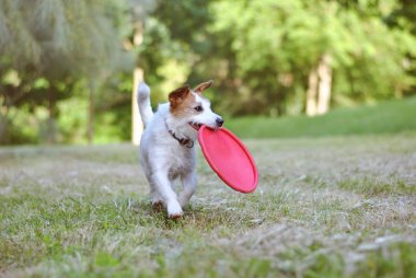 Aktif Jack Russell Köpek Catching Frizbi 