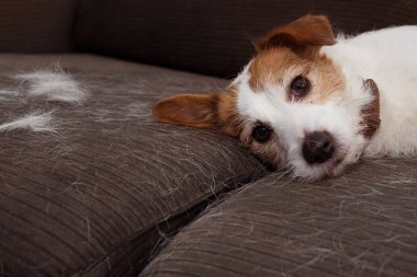 Tüylü Jack Russell köpek, Molt sezonu oynarken saç dökülme