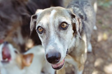 Doğal Ayar Bo Itibaren Ayakta Kıdemli Köpek Portre Headshot