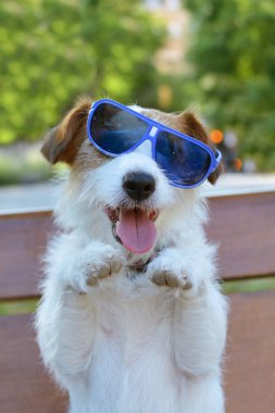 Portre Mutlu Jack Russell Köpek Ayakta Yaz Gözlük giyen 