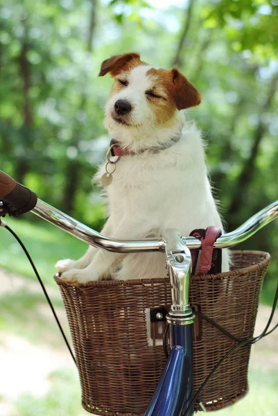 JACK RUSSELL DOG TRAVELING  IN A BICYCLE OR BIKE BASKET CARRIER