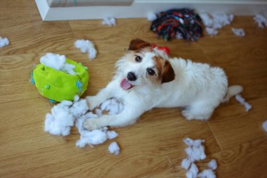 Köpek Yaramazlığı. Komik ve Suçlu Jack Russell Bir Kumaş A Yok
