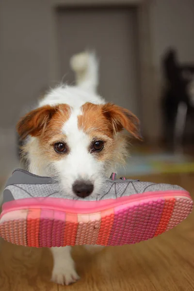 JACK RUSSELL DOG ROBANDO Y JUGANDO CON UN PINK TENNIS SHOES . — Foto de Stock