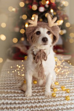 Noel ağacı ışıkları altında Jack Russell köpek tatil kutluyor