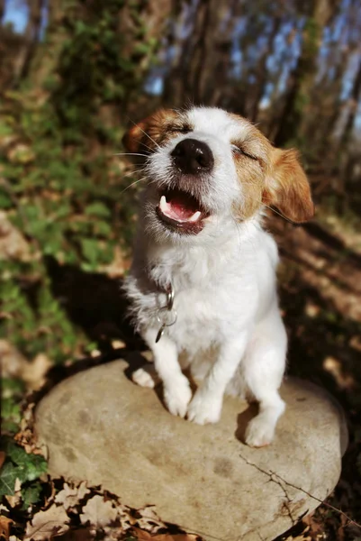 ENJOY NATURE CONCEPT. FUNNY JACK RUSSELL DOG MEMBUAT A FAKE SILLY — Stok Foto